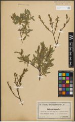 Foto von Salix purpurea L.